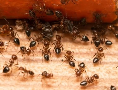 Έξι τρόποι για να απαλλαγείτε από τα μυρμήγκια στο σπίτι